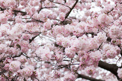 Full frame shot of cherry blossoms blooming on tree branches