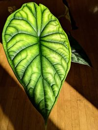 High angle view of leaf on table