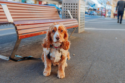 Portrait of dog