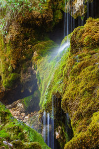 Scenic view of waterfall in forest