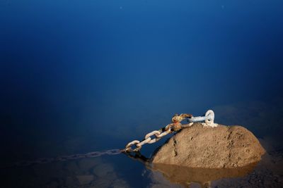 View of crab on rock by sea against blue sky