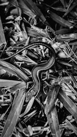 High angle view of lizard on field