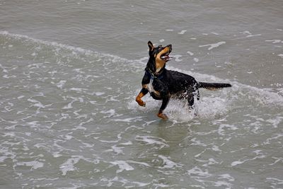 View of dog running in water