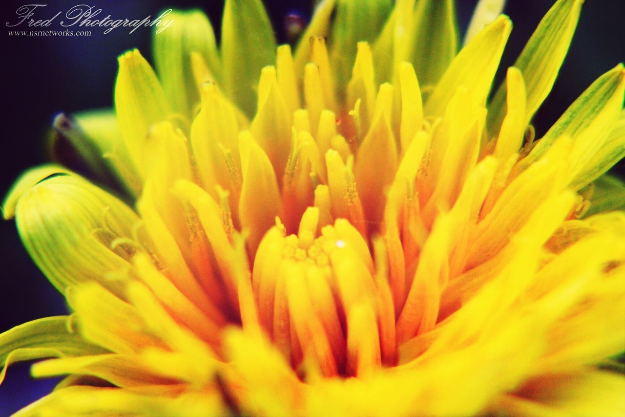 flower, petal, freshness, flower head, yellow, fragility, growth, beauty in nature, single flower, close-up, nature, plant, blooming, blossom, selective focus, in bloom, botany, stamen, pollen, no people