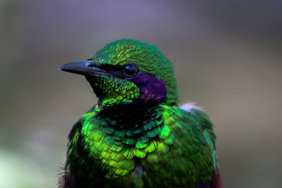 Close-up of bird perching outdoors