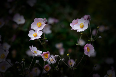 Close-up of white flowering plants