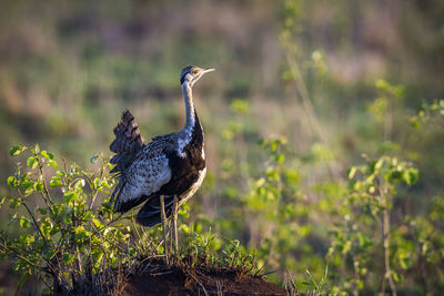 Bird perching on a field