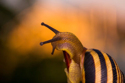 Close-up of snail