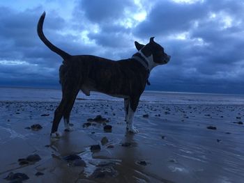 Horse standing on beach against sky