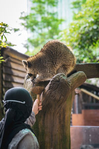 Feeding a raccoon sitting on the tree from the coconut shelf container. girl wearing hijab.