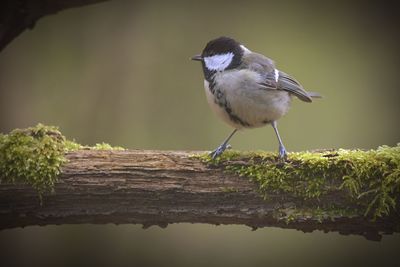 Close-up of bird perching on wood