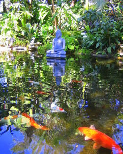 Reflection of trees in pond