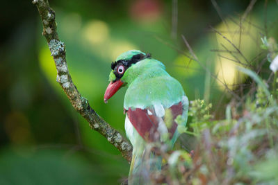 Close-up of bird perching on a tree