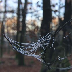 Close-up of spider web on tree trunk in forest