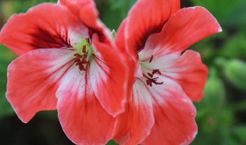 Close-up of insect on red flowering plant
