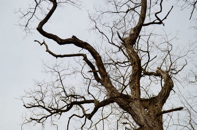 Low angle view of bare trees against sky