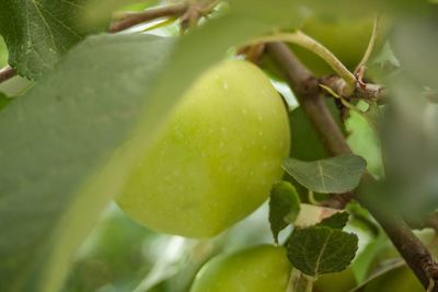 Close-up of fruit growing on tree