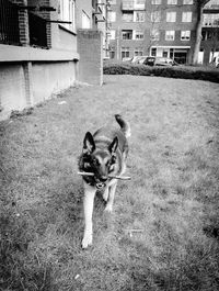 Dog on street