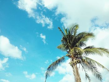 Low angle view of palm tree against sky