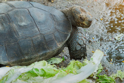 Close-up of turtle on field