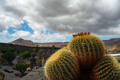 Cactus growing on field against sky