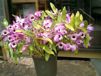 Close-up of pink flower