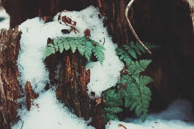 Close-up of frost on snow covered tree