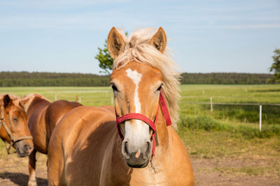 Horse on field against sky