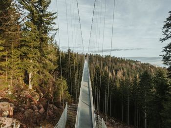 Panoramic view of road amidst trees against sky