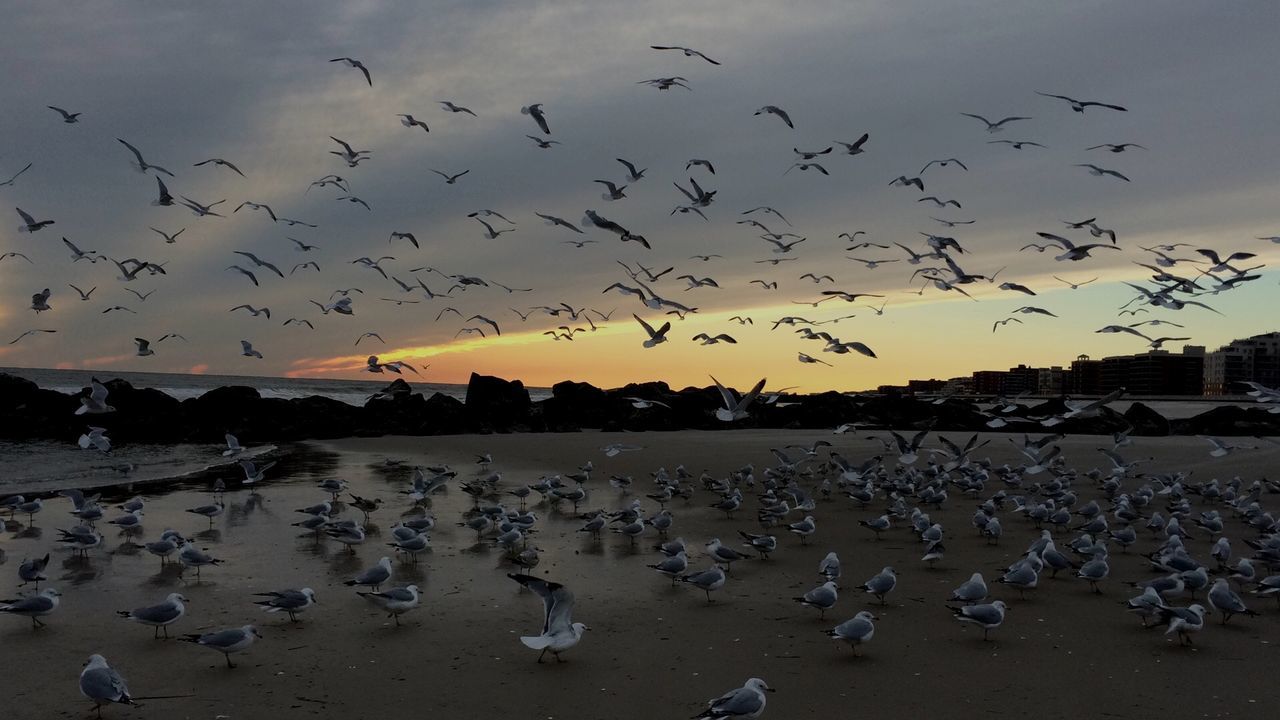 bird, animal themes, animals in the wild, flock of birds, wildlife, flying, water, sky, seagull, sunset, beach, nature, sea, silhouette, shore, medium group of animals, outdoors, built structure