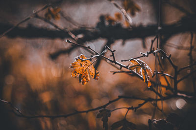branch