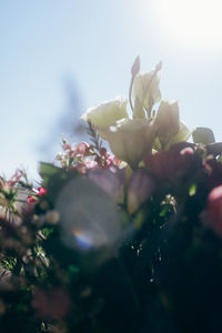 Close-up of mixed flowers arranged in a bouquet