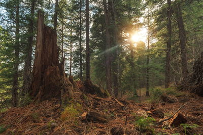 Sunlight streaming through trees in forest