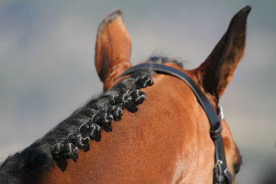 Close-up of a horse against the sky