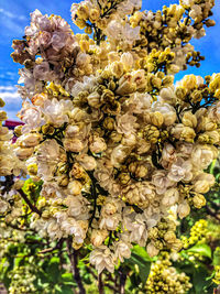 Close-up of white flowering plant