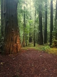 Trees in forest