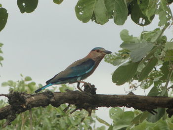 Low angle view of bird perching on tree