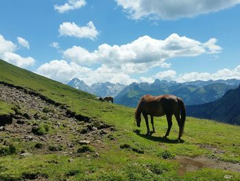 Horses grazing in a field