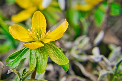 Close-up of yellow flowering plant