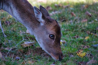 Close-up of deer grazing in field