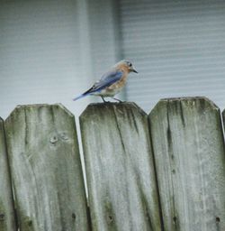 Bird perching on wood