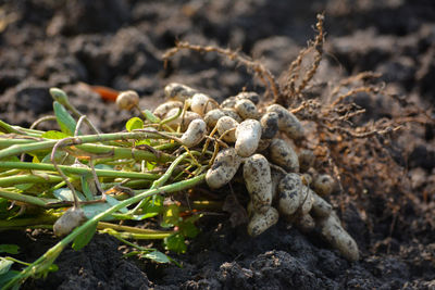 Close-up of dead plant on rock