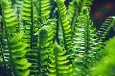 Close-up of green leaves