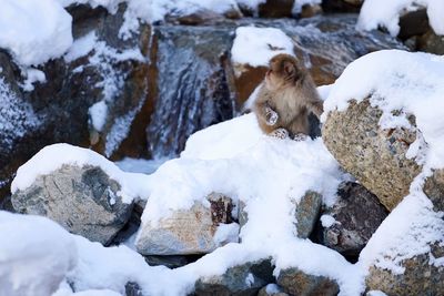 Dog on rocks during winter