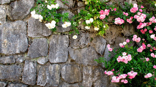 Pink flowers on stone wall