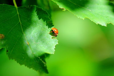 Close-up of ladybug on leaf