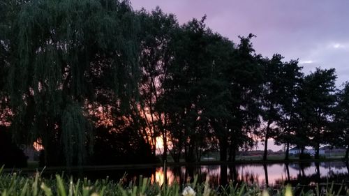 Trees by lake against sky at night