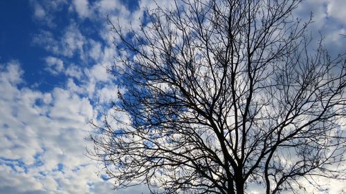 Low angle view of tree against sky