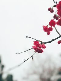 Close-up of red berries growing on tree against sky