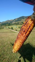 Close-up of farm against clear sky